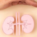 SuperFoods for Kidneys: కిడ్నీలు చెడిపోకుండా ఎన్నాళ్లయినా కాపాడే సూపర్ ఫుడ్స్ ఇవిగో