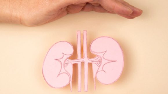 SuperFoods for Kidneys: కిడ్నీలు చెడిపోకుండా ఎన్నాళ్లయినా కాపాడే సూపర్ ఫుడ్స్ ఇవిగో