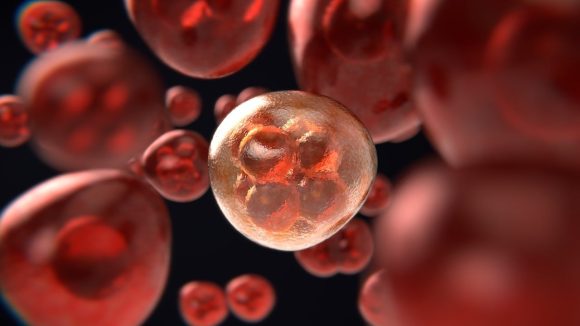 Cancer Prevent Foods: క్యాన్సర్ రాకుండా అడ్డుకునే వంటింటి మసాలాలు ఇవిగో