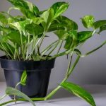 Money Plant: చలికాలంలో మనీప్లాంట్ పచ్చగా ఎదగాలంటే ఈ చిన్న చిట్కాలు పాటించండి