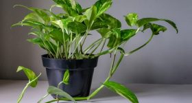 Money Plant: చలికాలంలో మనీప్లాంట్ పచ్చగా ఎదగాలంటే ఈ చిన్న చిట్కాలు పాటించండి