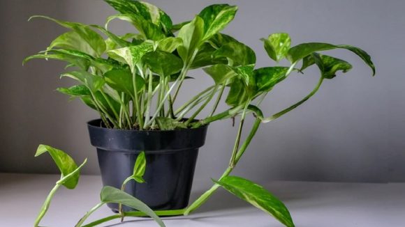 Money Plant: చలికాలంలో మనీప్లాంట్ పచ్చగా ఎదగాలంటే ఈ చిన్న చిట్కాలు పాటించండి