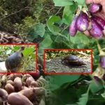 Crop Damage By Snail: రాక్షస నత్తలు ఎఫెక్ట్.. పంట పొలాలన్నీ బుగ్గిపాలు..