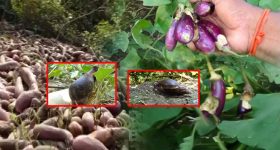 Crop Damage By Snail: రాక్షస నత్తలు ఎఫెక్ట్.. పంట పొలాలన్నీ బుగ్గిపాలు..