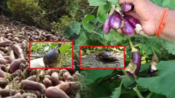 Crop Damage By Snail: రాక్షస నత్తలు ఎఫెక్ట్.. పంట పొలాలన్నీ బుగ్గిపాలు..