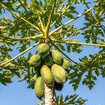 Papaya Tree: ఇంటి ముందు బొప్పాయి చెట్టు ఉండకూడదా?