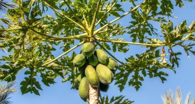 Papaya Tree: ఇంటి ముందు బొప్పాయి చెట్టు ఉండకూడదా?