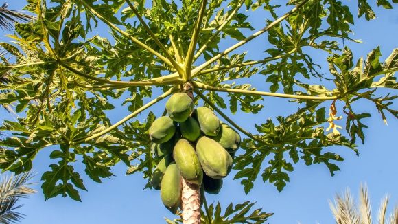 Papaya Tree: ఇంటి ముందు బొప్పాయి చెట్టు ఉండకూడదా?