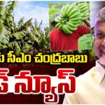 CM Chandrababu: బిగ్ టీవి ఎఫెక్ట్.. అరటి రైతులకు బిగ్ రిలీఫ్! సీఎం చంద్రబాబు కీలక నిర్ణయం