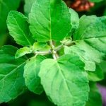Tulsi Leaves: ప్రతిరోజు ఉదయం తులసి ఆకులను నమిలితే.. ఏమవుతుంది ?