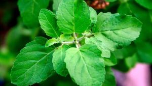Tulsi Leaves: ప్రతిరోజు ఉదయం తులసి ఆకులను నమిలితే.. ఏమవుతుంది ?