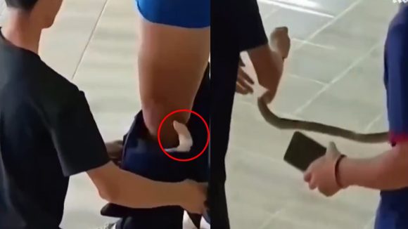 Snake in Underwear: లోదుస్తుల్లో పాము.. వైరల్ వీడియో వెనుక అసలు నిజం ఇదే!