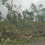 Bhuapalapally:  జయశంకర్ భూపాలపల్లి జిల్లాలో మళ్లీ టోర్నాడో కలకలం.. విరిగిపడ్డ చెట్లు, సమీపంలోని పొలాలు ధ్వంసం!