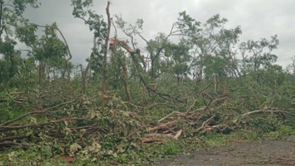 Bhuapalapally:  జయశంకర్ భూపాలపల్లి జిల్లాలో మళ్లీ టోర్నాడో కలకలం.. విరిగిపడ్డ చెట్లు, సమీపంలోని పొలాలు ధ్వంసం!