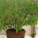 Tulasi Plant: చలికాలంలో తులసి మొక్క ఎండిపోతోందా? ఇలా కాపాడుకోండి