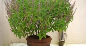 Tulasi Plant: చలికాలంలో తులసి మొక్క ఎండిపోతోందా? ఇలా కాపాడుకోండి