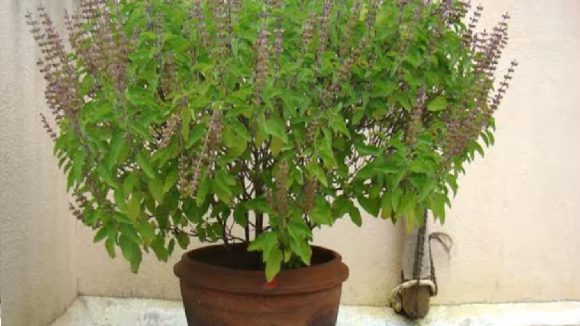 Tulasi Plant: చలికాలంలో తులసి మొక్క ఎండిపోతోందా? ఇలా కాపాడుకోండి