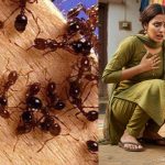 Sangareddy News: చీమల భయం.. అనుక్షణం వెంటాడాయి, నావల్ల కాదంటూ వివాహిత ఆత్మహత్య