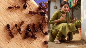 Sangareddy News: చీమల భయం.. అనుక్షణం వెంటాడాయి, నావల్ల కాదంటూ వివాహిత ఆత్మహత్య