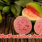 Guava: డైలీ ఒక జామపండు తింటే.. ఈ వ్యాధులన్నీ పరార్ !