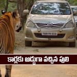 Nindu Noorella Saavasam Serial Today December 1st: ‘నిండు నూరేళ్ల సావాసం’ సీరియల్‌: మనోహరి కారుకు అడ్డుగా వచ్చిన పులి 
