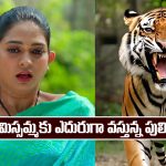Nindu Noorella Saavasam Serial Today December 3rd: ‘నిండు నూరేళ్ల సావాసం’ సీరియల్‌: మిస్సమ్మకు ఎదురుగా వచ్చిన పులి 