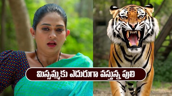 Nindu Noorella Saavasam Serial Today December 3rd: ‘నిండు నూరేళ్ల సావాసం’ సీరియల్‌: మిస్సమ్మకు ఎదురుగా వచ్చిన పులి 