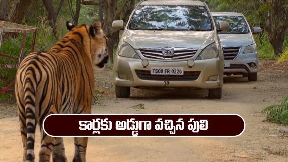 Nindu Noorella Saavasam Serial Today December 1st: ‘నిండు నూరేళ్ల సావాసం’ సీరియల్‌: మనోహరి కారుకు అడ్డుగా వచ్చిన పులి 