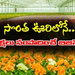 Floriculture: సొంతూరిలోనే లక్షలు సంపాదించే బిజినెస్‌ – ఇంత వరకు ఎవ్వరూ చెప్పని వ్యాపారం ఇదే