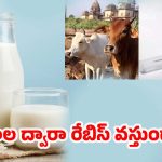Rabies From Milk: కుక్క కాటుకు గురై చనిపోయిన ఆవు.. దాని పాలు తాగినవారికి రేబిస్ వస్తుందా ?