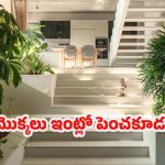 Plants: ఈ మొక్కలు ఇంట్లో పెంచుతున్నారా ? వెంటనే తొలగించండి