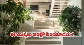 Plants: ఈ మొక్కలు ఇంట్లో పెంచుతున్నారా ? వెంటనే తొలగించండి