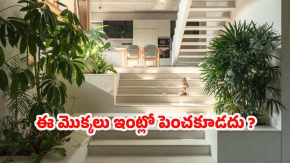 Plants: ఈ మొక్కలు ఇంట్లో పెంచుతున్నారా ? వెంటనే తొలగించండి