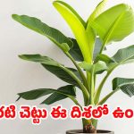 Vastu Tips: ఈ దిశలో అరటి చెట్టును అస్సలు పెట్టకూడదు.. నాటితే ఎంత నష్టమో తెలుసా ?