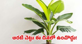 Vastu Tips: ఈ దిశలో అరటి చెట్టును అస్సలు పెట్టకూడదు.. నాటితే ఎంత నష్టమో తెలుసా ?