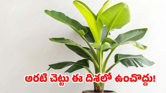 Vastu Tips: ఈ దిశలో అరటి చెట్టును అస్సలు పెట్టకూడదు.. నాటితే ఎంత నష్టమో తెలుసా ?
