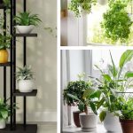 Plants: చిన్న స్థలంలో పెరిగే.. 6 బెస్ట్ ఎయిర్ ప్యూరిఫైయింగ్ ప్లాంట్స్
