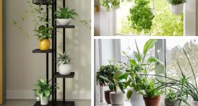 Plants: చిన్న స్థలంలో పెరిగే.. 6 బెస్ట్ ఎయిర్ ప్యూరిఫైయింగ్ ప్లాంట్స్