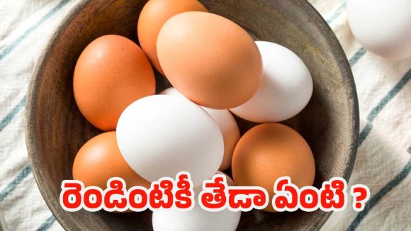Egg Colours: గుడ్డు పెంకు రంగు వెనుక ఉన్న సైన్స్.. పోషక విలువల్లో తేడా ఉంటుందా ?