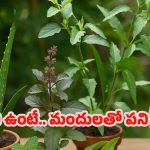 Herbs: చిన్న చిన్న సమస్యలకు చెక్.. ప్రతి ఇంట్లో ఉండాల్సిన హీలింగ్ హెర్బ్స్