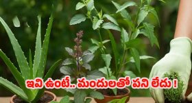 Herbs: చిన్న చిన్న సమస్యలకు చెక్.. ప్రతి ఇంట్లో ఉండాల్సిన హీలింగ్ హెర్బ్స్