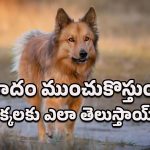 Animal Behavior: ప్రమాదం జరగబోతుందని కుక్కలెలా పసిగడతాయ్? ఈ నిజాలు తెలిస్తే షాకవ్వడం మీ వంతు!