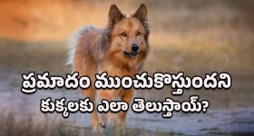 Animal Behavior: ప్రమాదం జరగబోతుందని కుక్కలెలా పసిగడతాయ్? ఈ నిజాలు తెలిస్తే షాకవ్వడం మీ వంతు!