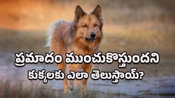 Animal Behavior: ప్రమాదం జరగబోతుందని కుక్కలెలా పసిగడతాయ్? ఈ నిజాలు తెలిస్తే షాకవ్వడం మీ వంతు!