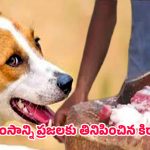 Bihar Crime: కుక్కను చంపి.. దాని మాంసాన్ని రూ.1000కి అమ్మేసిన మందుబాబు, ఎక్కడంటే?