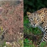 Leopard Roaming: నారావారిపల్లెలో సీఎం చంద్రబాబు ఇంటి సమీపంలో చిరుత కలకలం