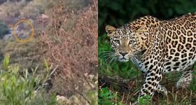 Leopard Roaming: నారావారిపల్లెలో సీఎం చంద్రబాబు ఇంటి సమీపంలో చిరుత కలకలం