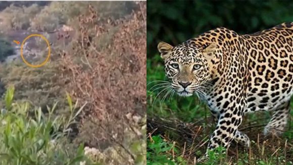 Leopard Roaming: నారావారిపల్లెలో సీఎం చంద్రబాబు ఇంటి సమీపంలో చిరుత కలకలం
