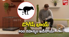 Dog Pooping Behavior: కుక్కలు మల విసర్జనకు ముందు గుండ్రంగా ఎందుకు తిరుగుతాయి?