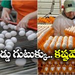 Egg Price Hike: డజను గుడ్లు రూ.90.. ఎందుకింత ధర పెరిగింది?